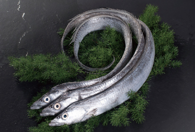 渤海刀魚