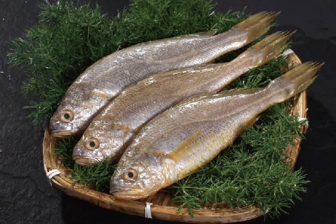 黃花魚