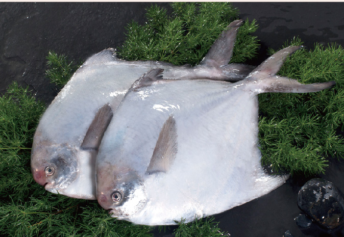 鯧魚